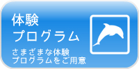 体験プログラム-石垣島でイルカと遊ぶ